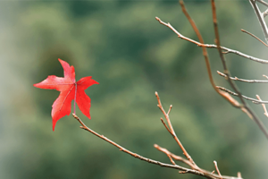 Image of red leaf hanging onto branch with faded edges