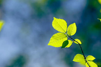 leaf